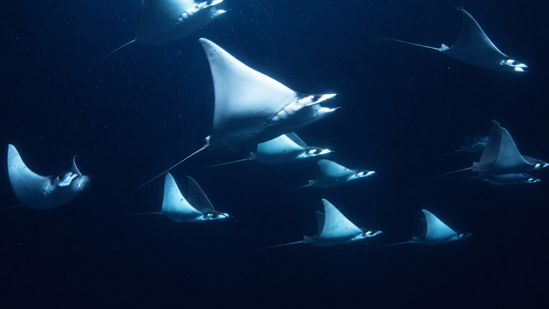 Apa yang terjadi di bawah laut setelah gelap?