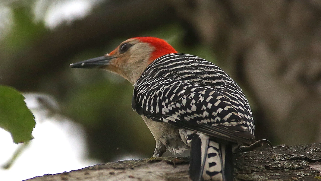Red-bellied woodpecker identification and ecology