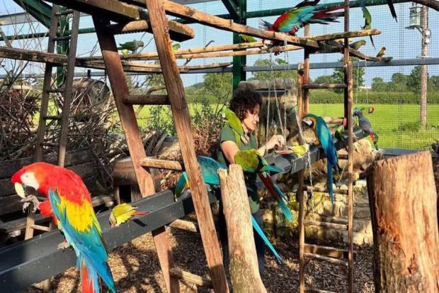 Photo inspiration: Visual Reference: Parrot Sanctuary At Breaking Point As Rescue Forced To Turn
