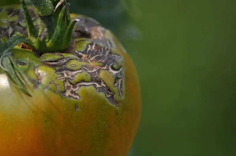 How to stop tomato blossom end rot before it ruins your first harvest