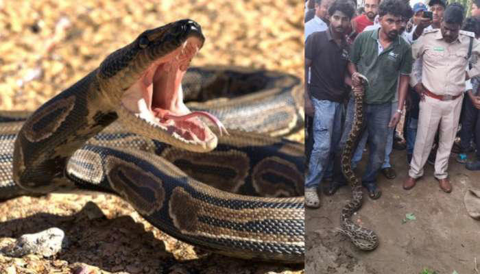 Huge python in Bhimavaram: బాప్ రే.. జనావాసాల్లోకి వచ్చిన 9 అడుగుల భారీ ...