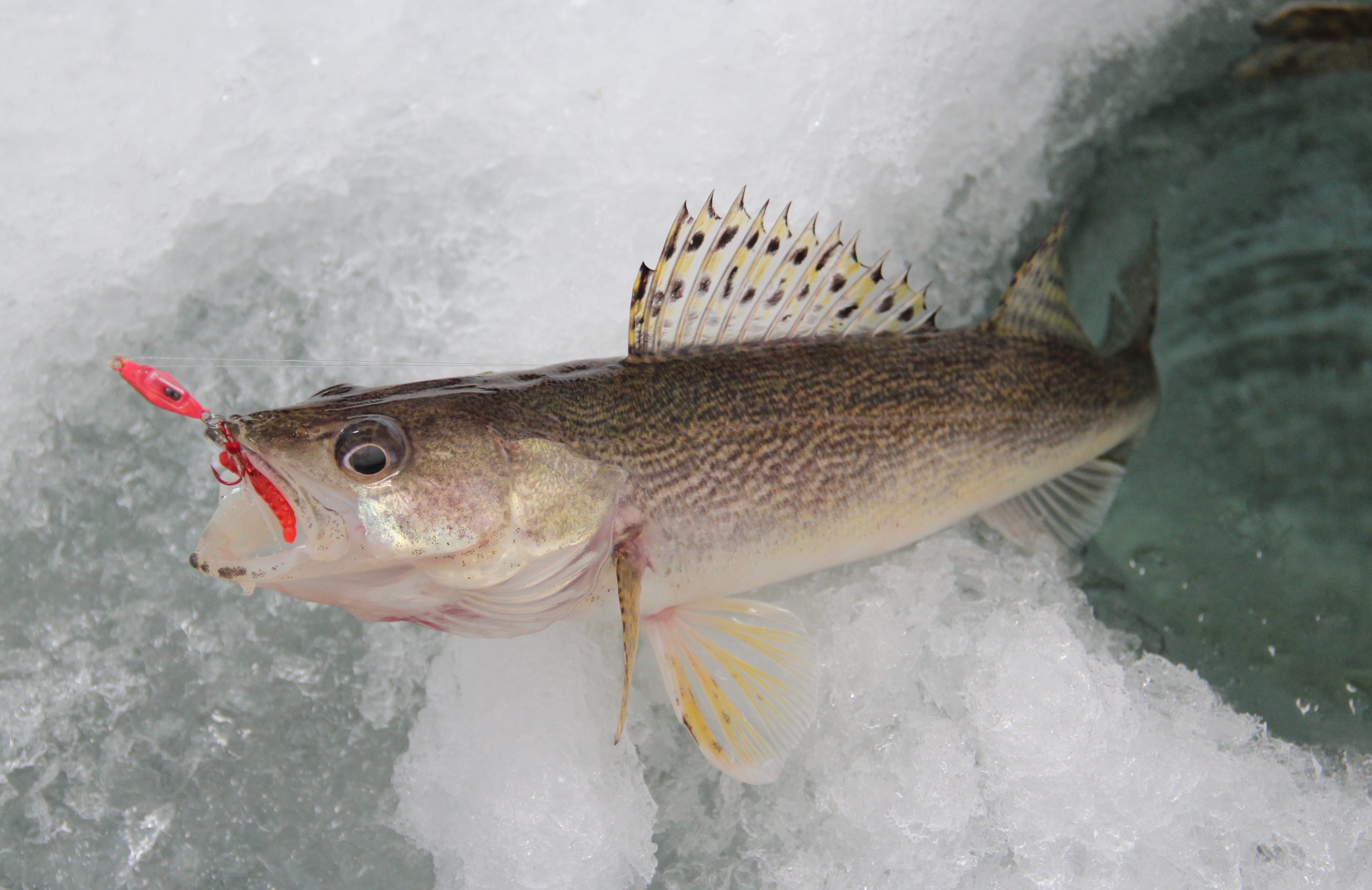 Restoration of sauger in the works for Ohio fishing