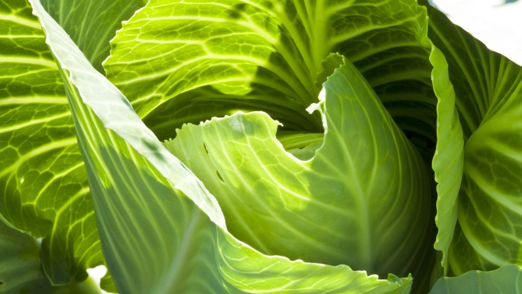 Cabbage nutrition, benefits, and potential risks