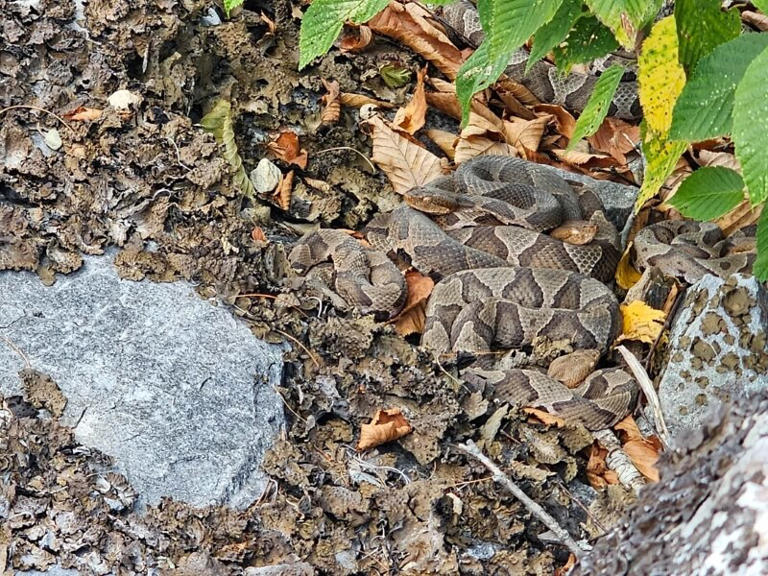 Hiker's photos show 11 venomous snakes, including a pile of nearly ...