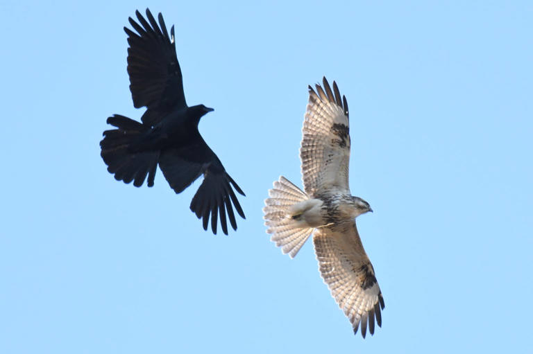 Homesteader's crows chase off hawk after three months of friendship and ...