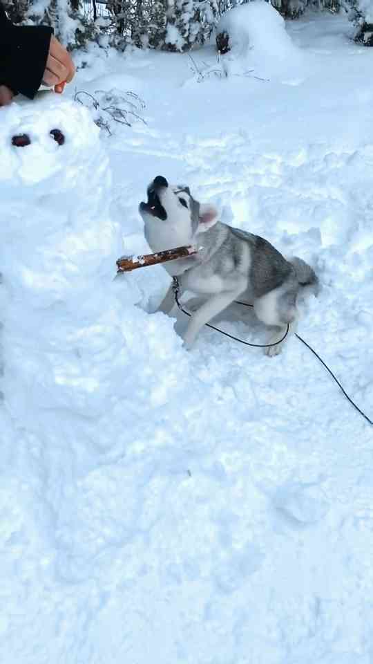 'Do you want to build a snowman?' but my husky responds