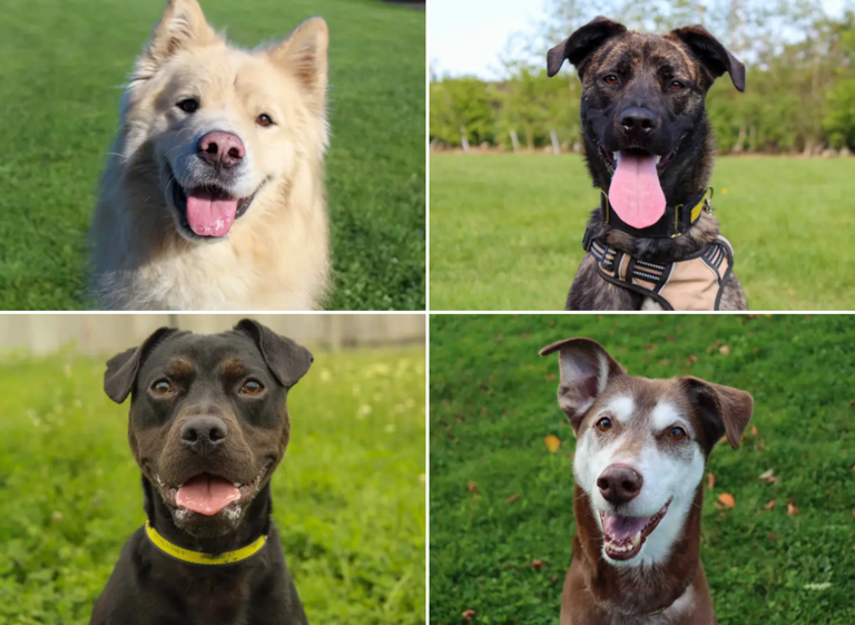 25 adorable Dogs Trust canines looking for their forever homes in the ...