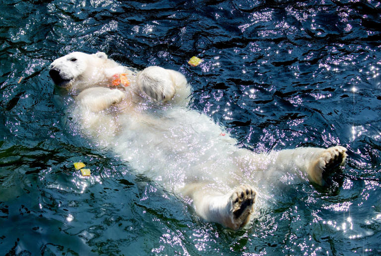 adorable-polar-bear-found-the-perfect-way-to-chill-out-at-the-oregon-zoo