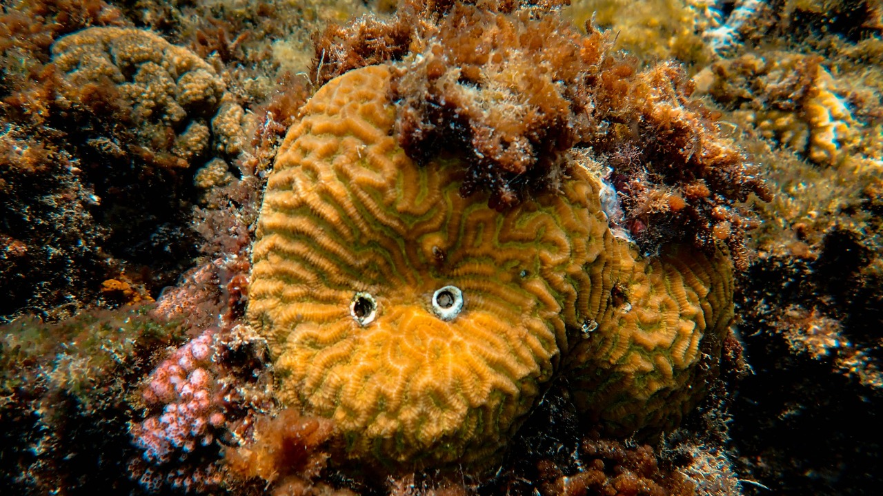 9 deep-ocean creatures that look like nothing else alive
