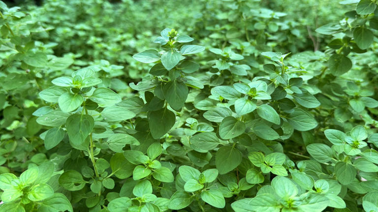 The fresh-smelling herb best for growing ground cover in full sun
