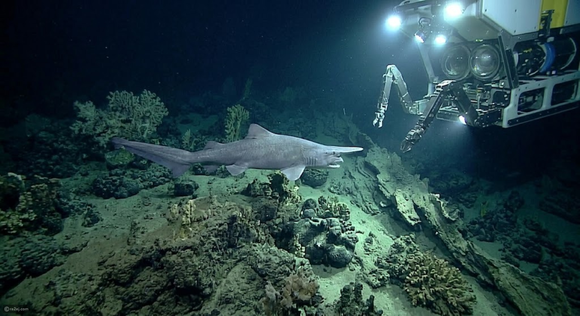 Rare goblin shark seen alive in its habitat for first time — and its ...