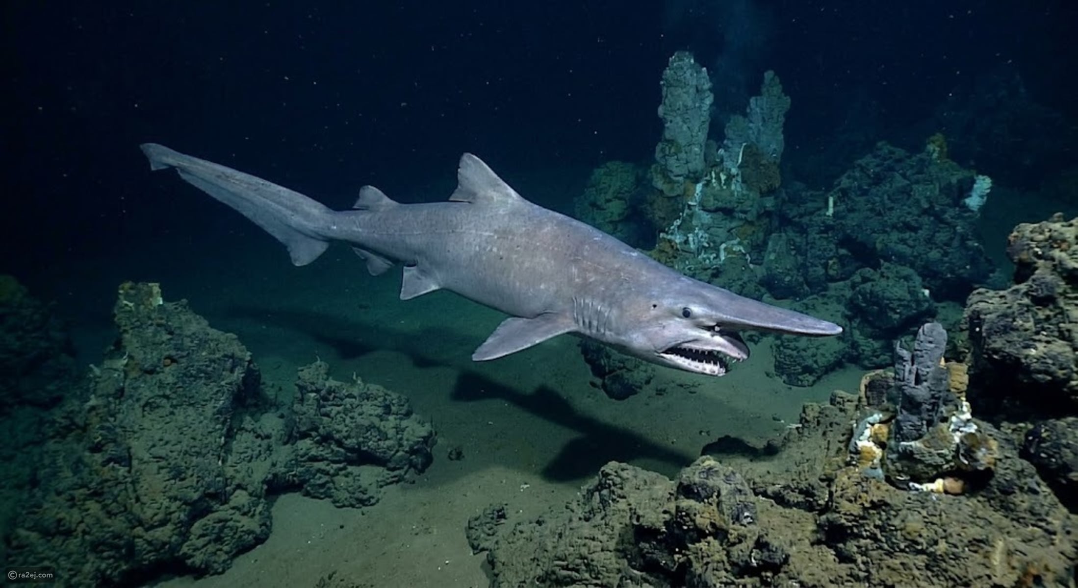 Rare goblin shark seen alive in its habitat for first time — and its ...