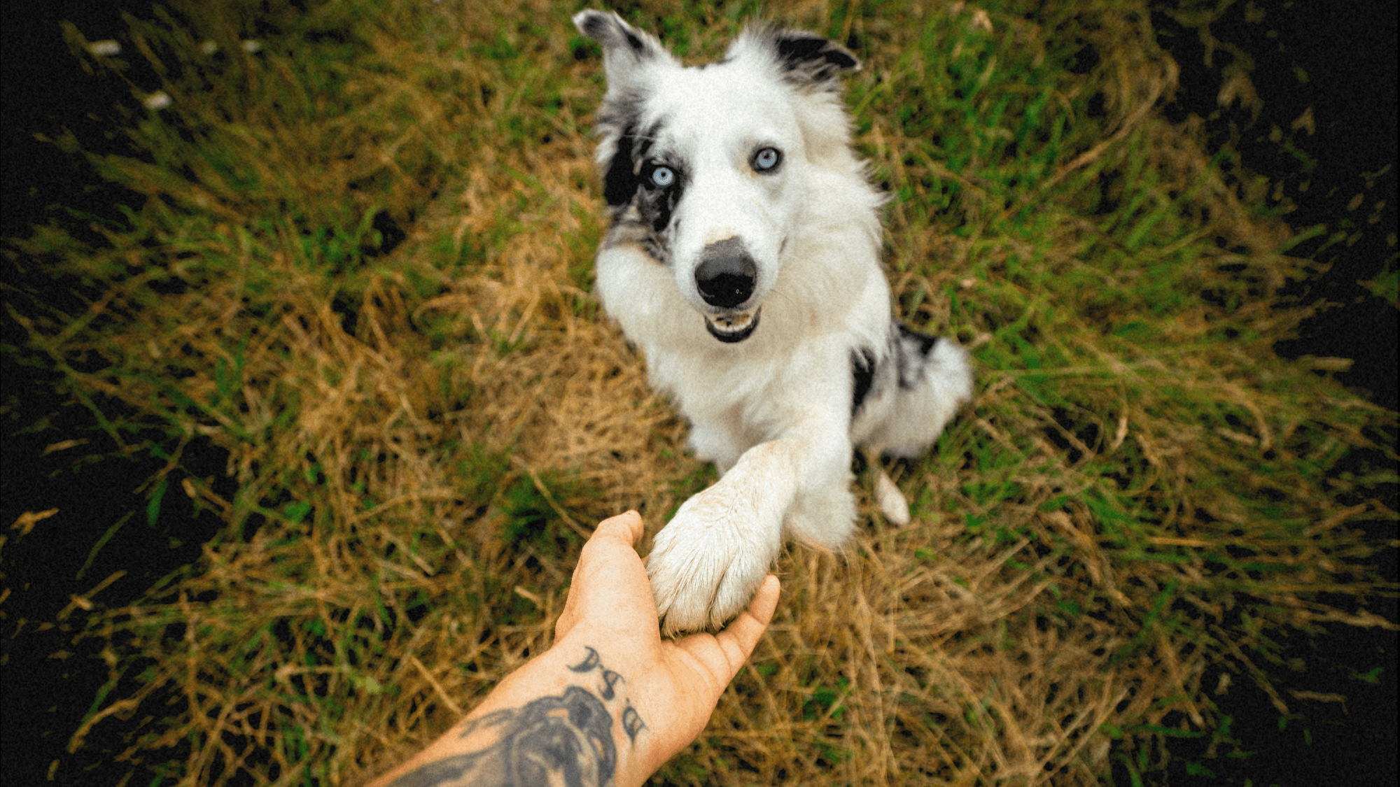 How to tell if your dog is right-pawed or left-pawed, according to science