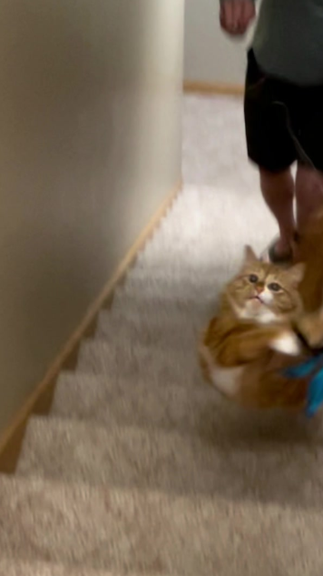 Apex predator cat in action, hilarious and adorable