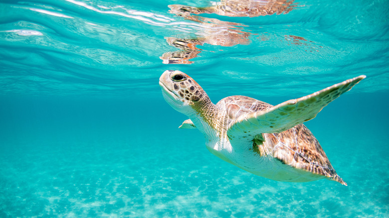 10 Florida beaches where you can watch sea turtles hatch