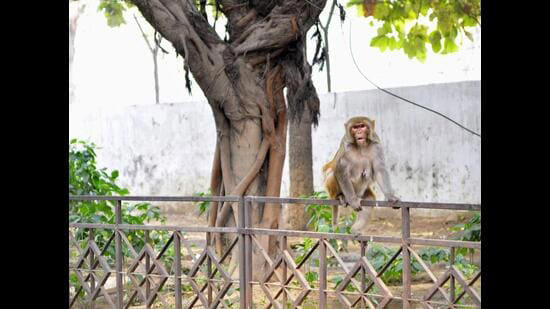 Locals claim three children hurt in monkey attacks at Manesar