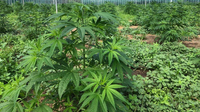 States investigating cannabis-related admissions