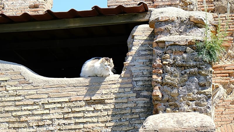 Visit the cats of Rome on this new running tour around the Eternal City