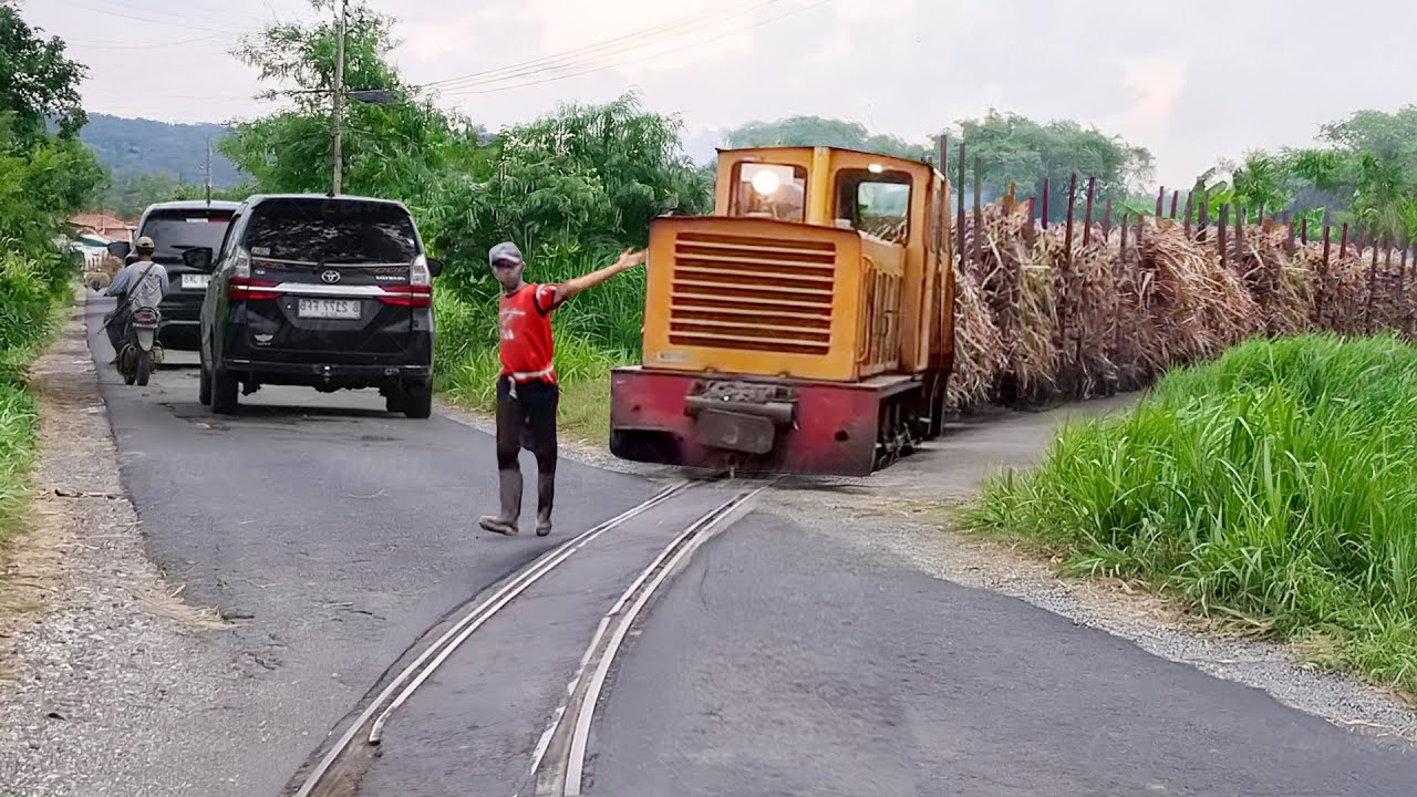 Riding overloaded sugarcane train from farm to factory