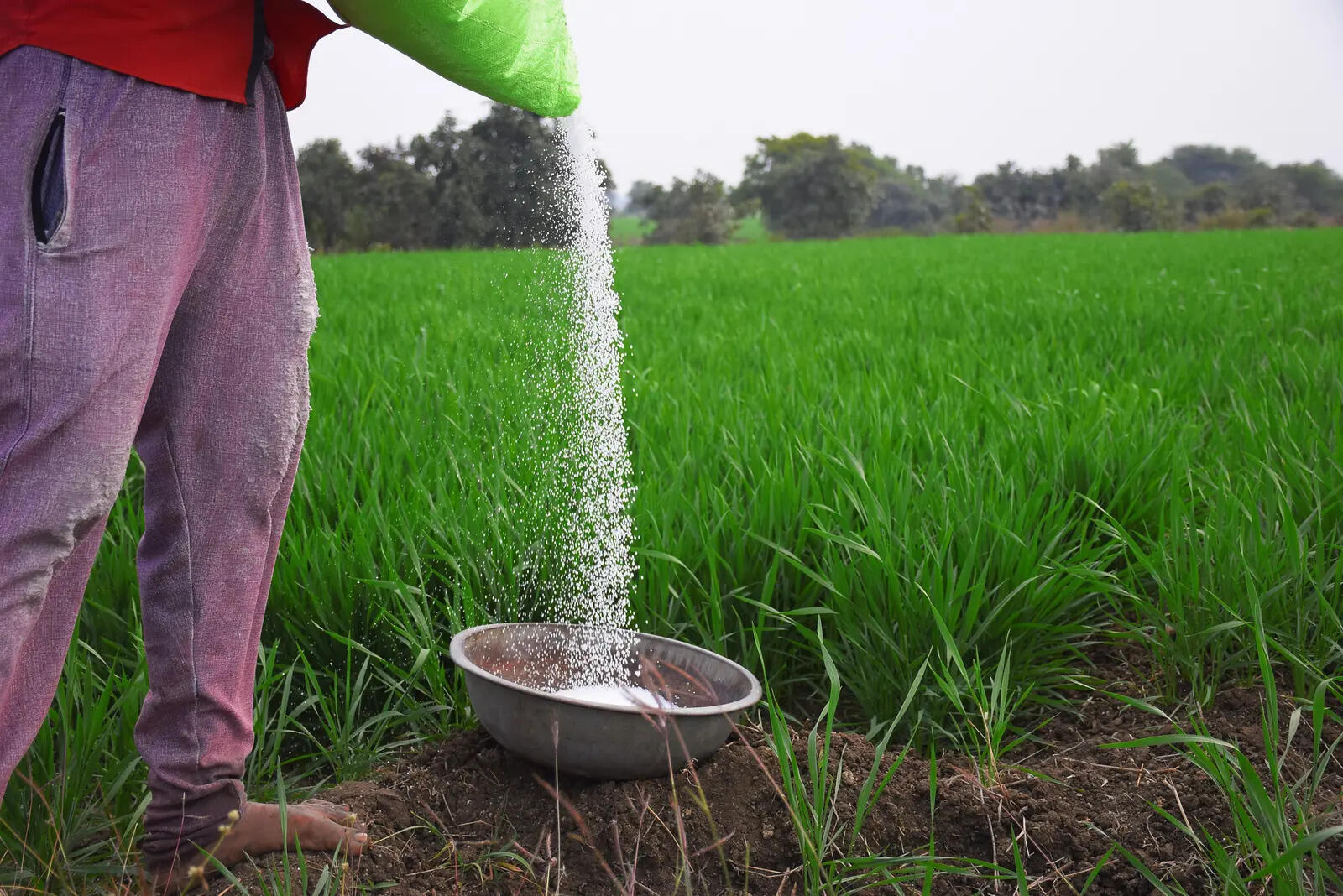 India's fertiliser subsidy model is broken; direct income support is the only way forward: Ashok Gulati