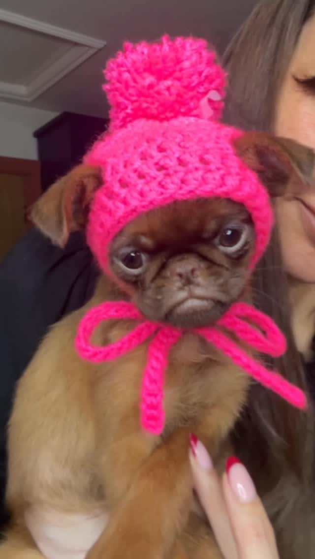 Brussels griffon in a cute bonnet