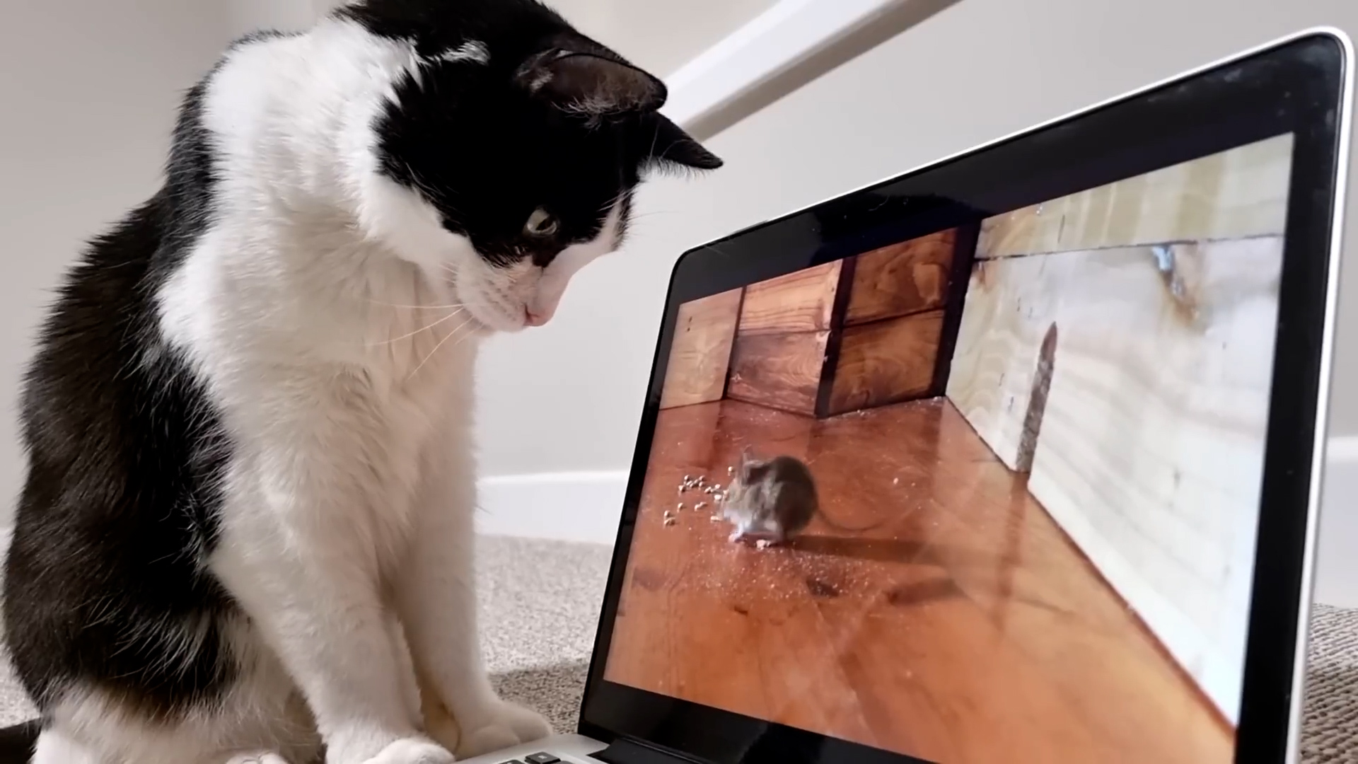 Cat finally finds Jerry on the screen