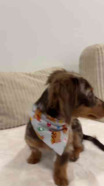 No Chick-fil-A sauce dachshund reaction