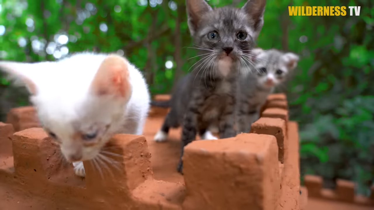 Watch weak little kittens finally feel safe in a giant castle home
