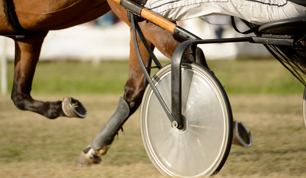 Thousands back call for ‘urgent action’ following fatal horse collision
