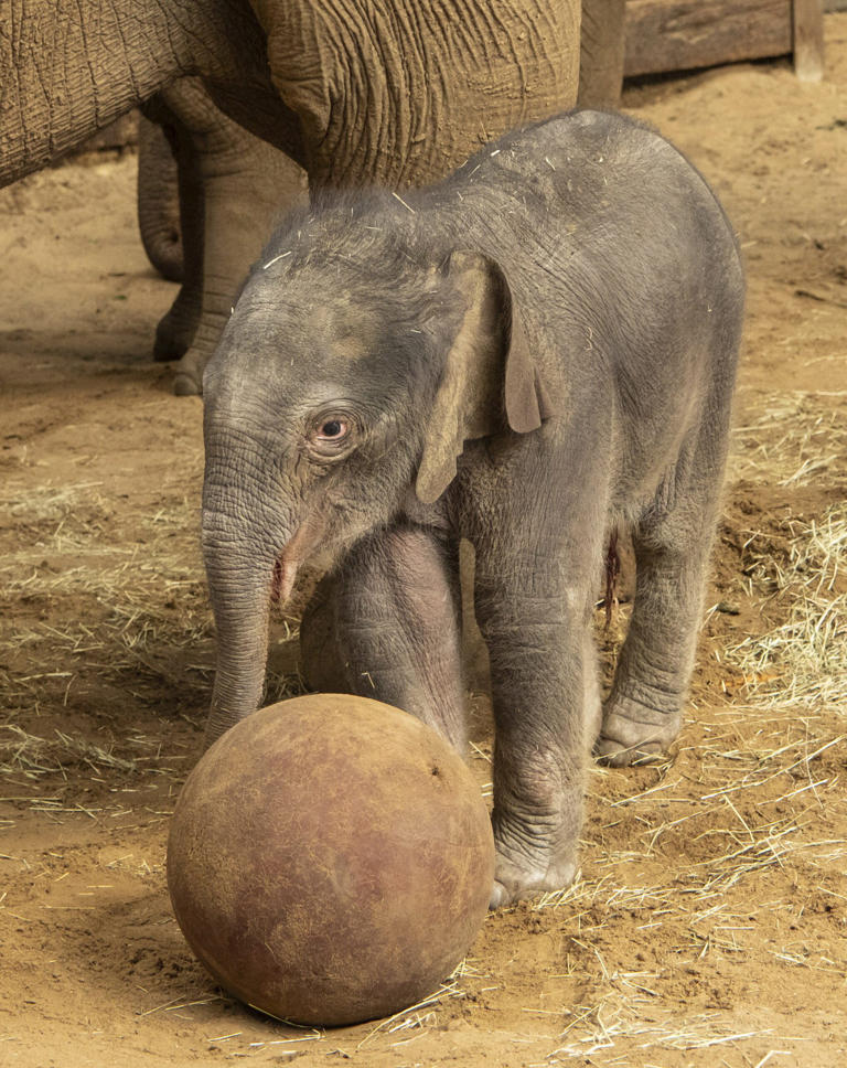 baby-elephant-plays-football-in-time-for-world-cup