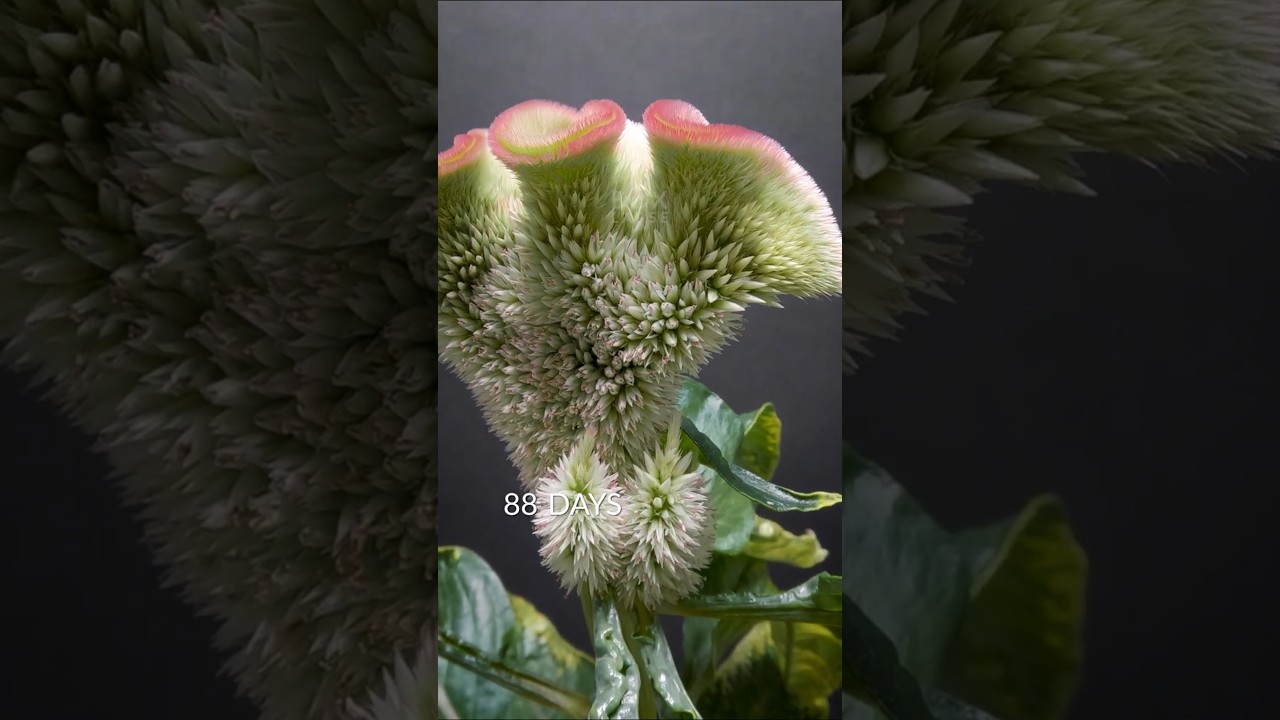 Cockscomb timelapse