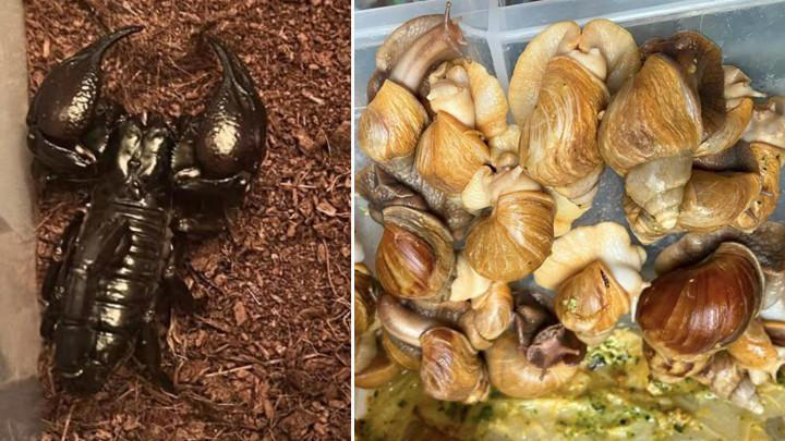 İstanbul'da bir evden çıkanlar şoke etti: Savan varanı, tarantula ...