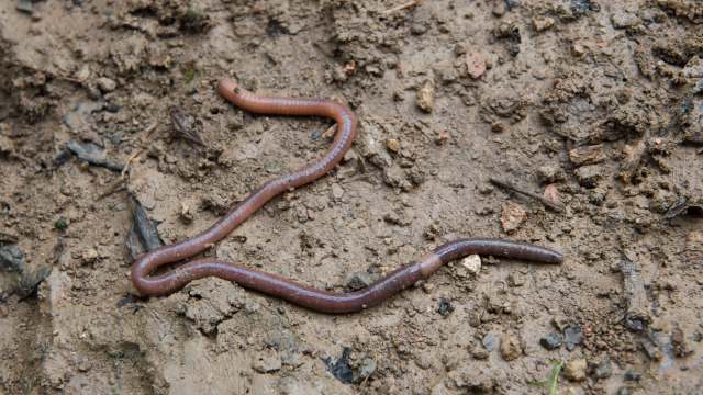 Invasive 'crazy worms' that can leap a foot off the ground are now ...