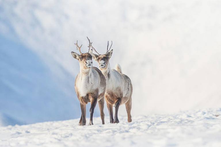 Semi-annual international caribou conference held in Yellowknife