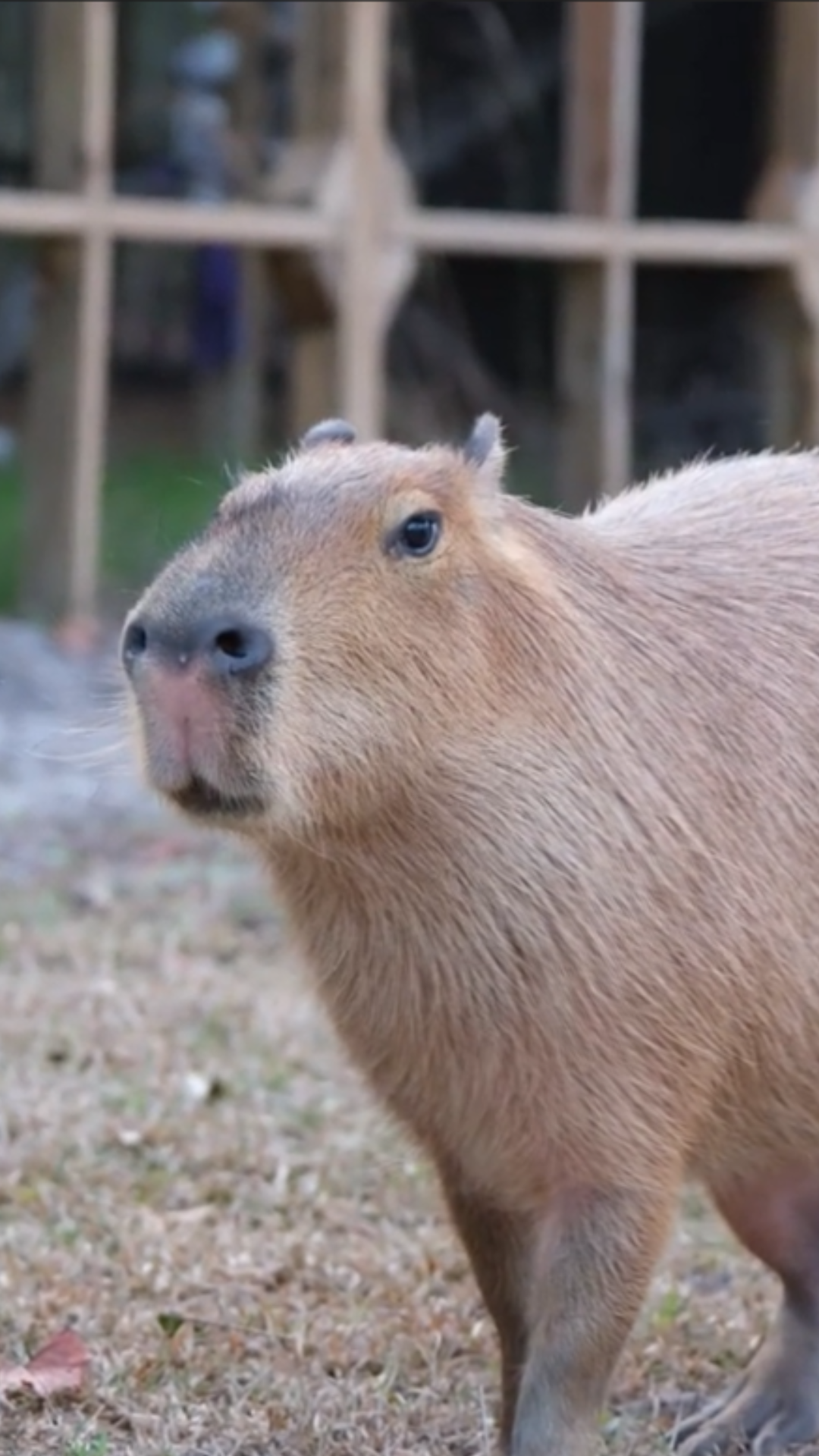 Funny capybara antics zoomies play fights and chaos unleashed