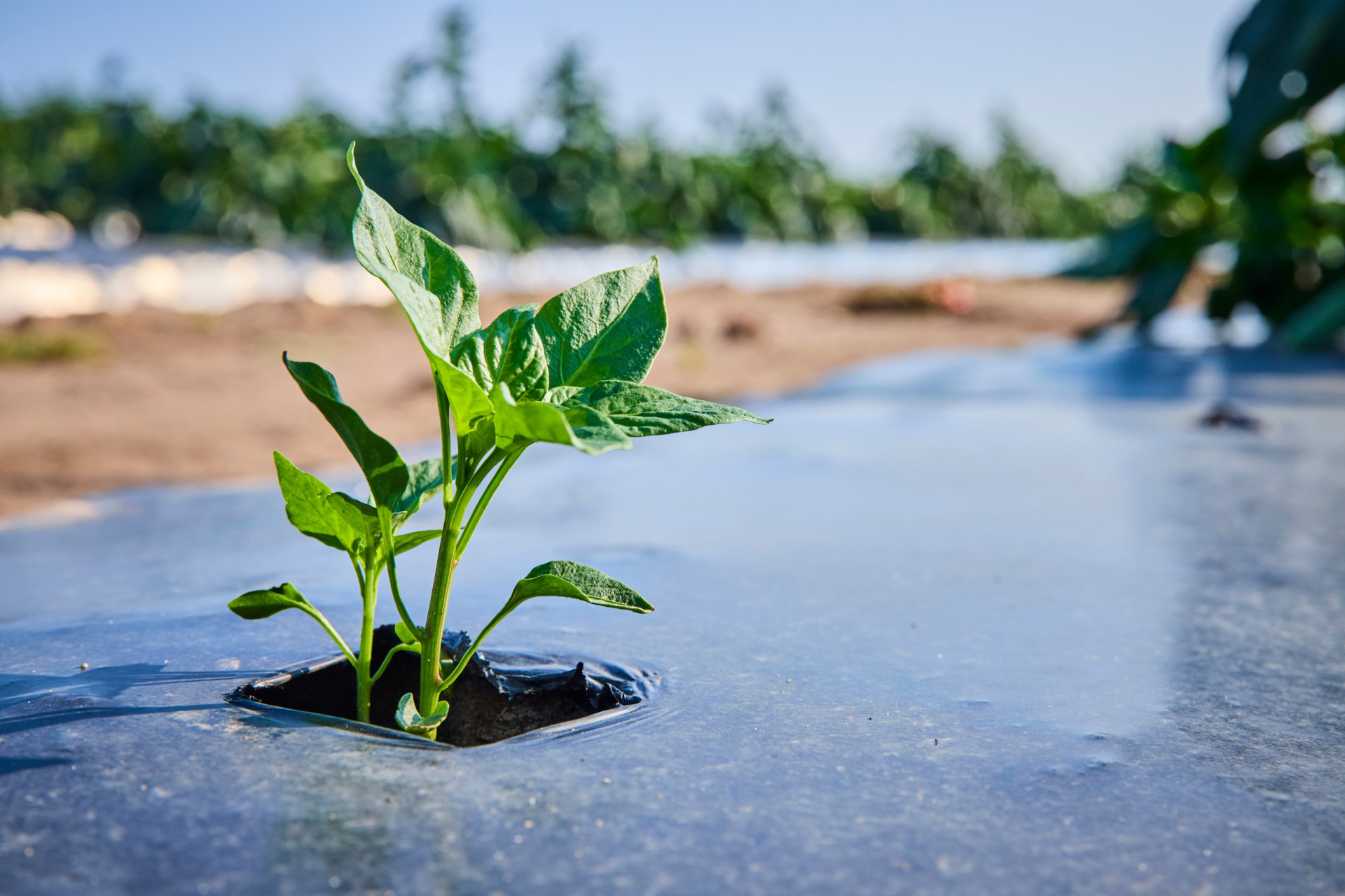 Is plasticulture the future of sustainable agriculture?