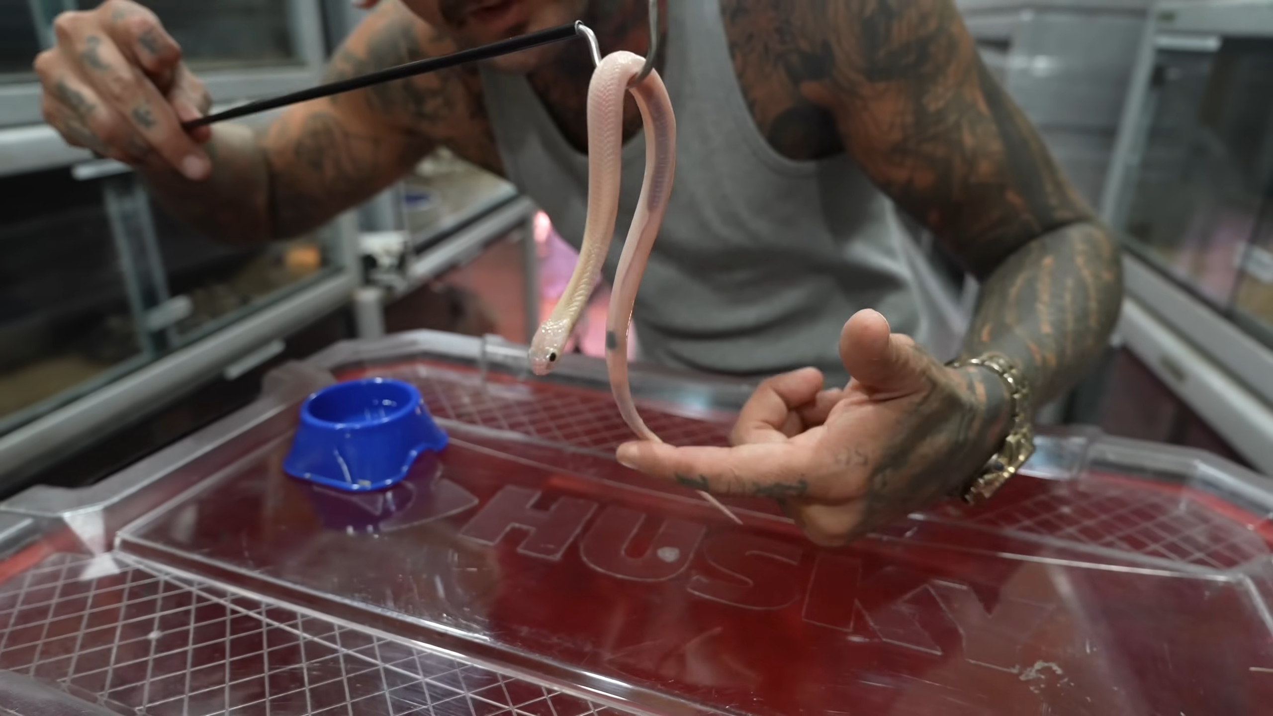 This white snake glow in the dark - but is also deadly