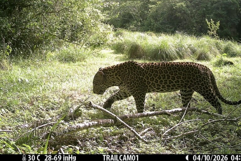 The quest to reconnect imperiled rainforest in West Africa
