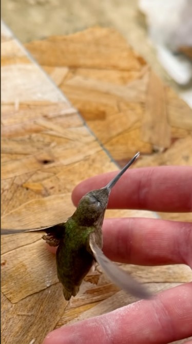 RoRo’s favorite video right now. Caught a hummingbird inside our house