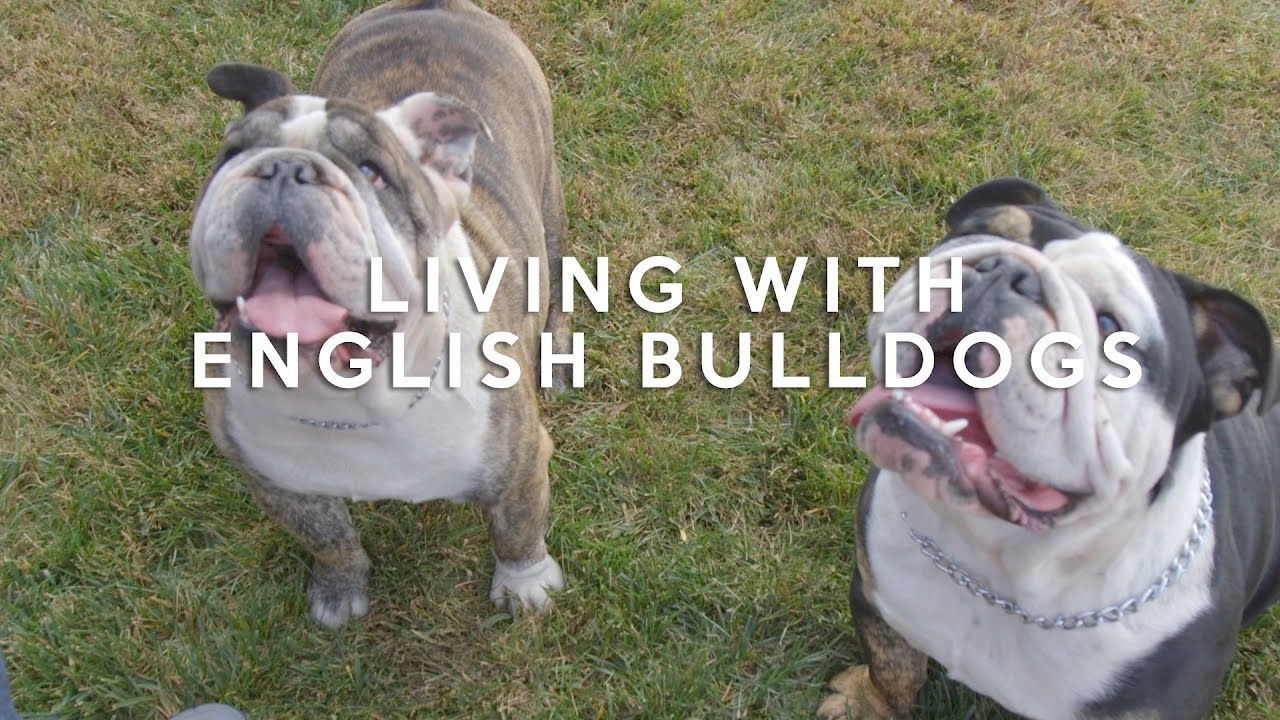 All about living with English bulldogs