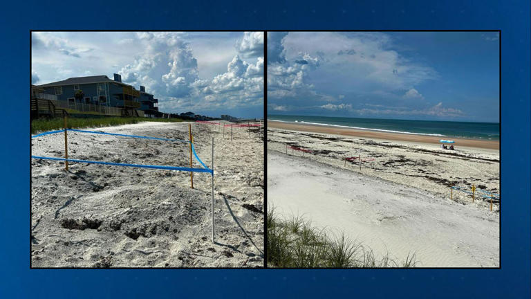 Volusia County’s 2026 sea turtle nesting season sets new record