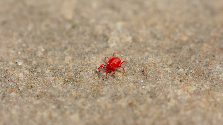 What are those tiny red bugs on concrete called?