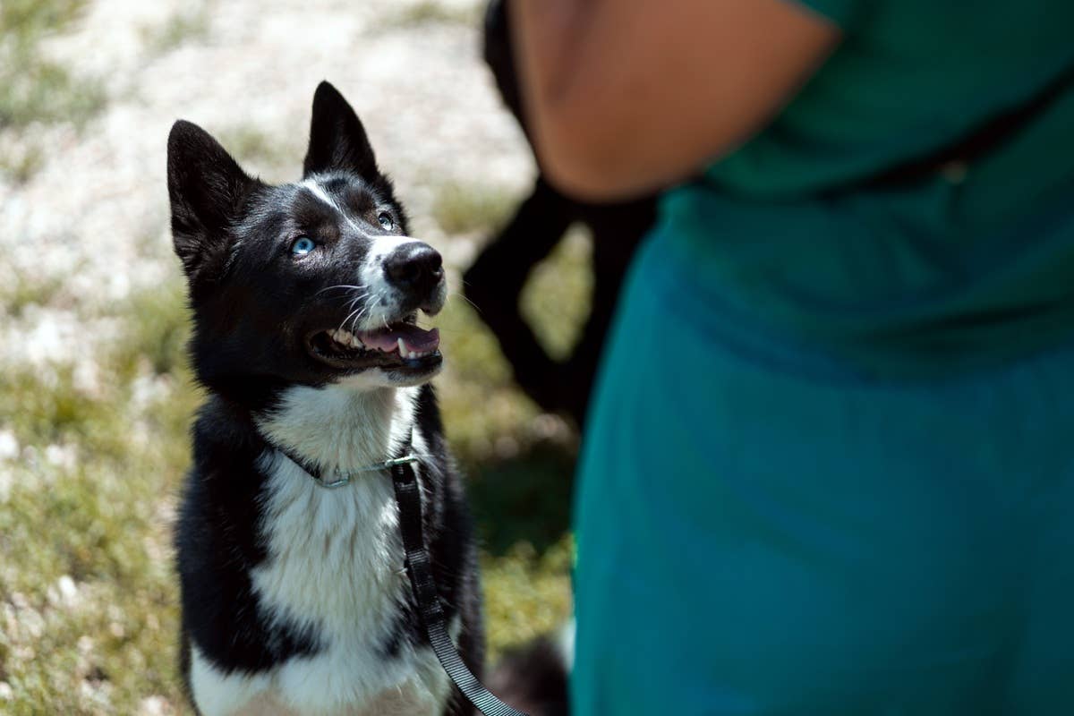 8 words your dog understands that can strengthen your bond, according ...