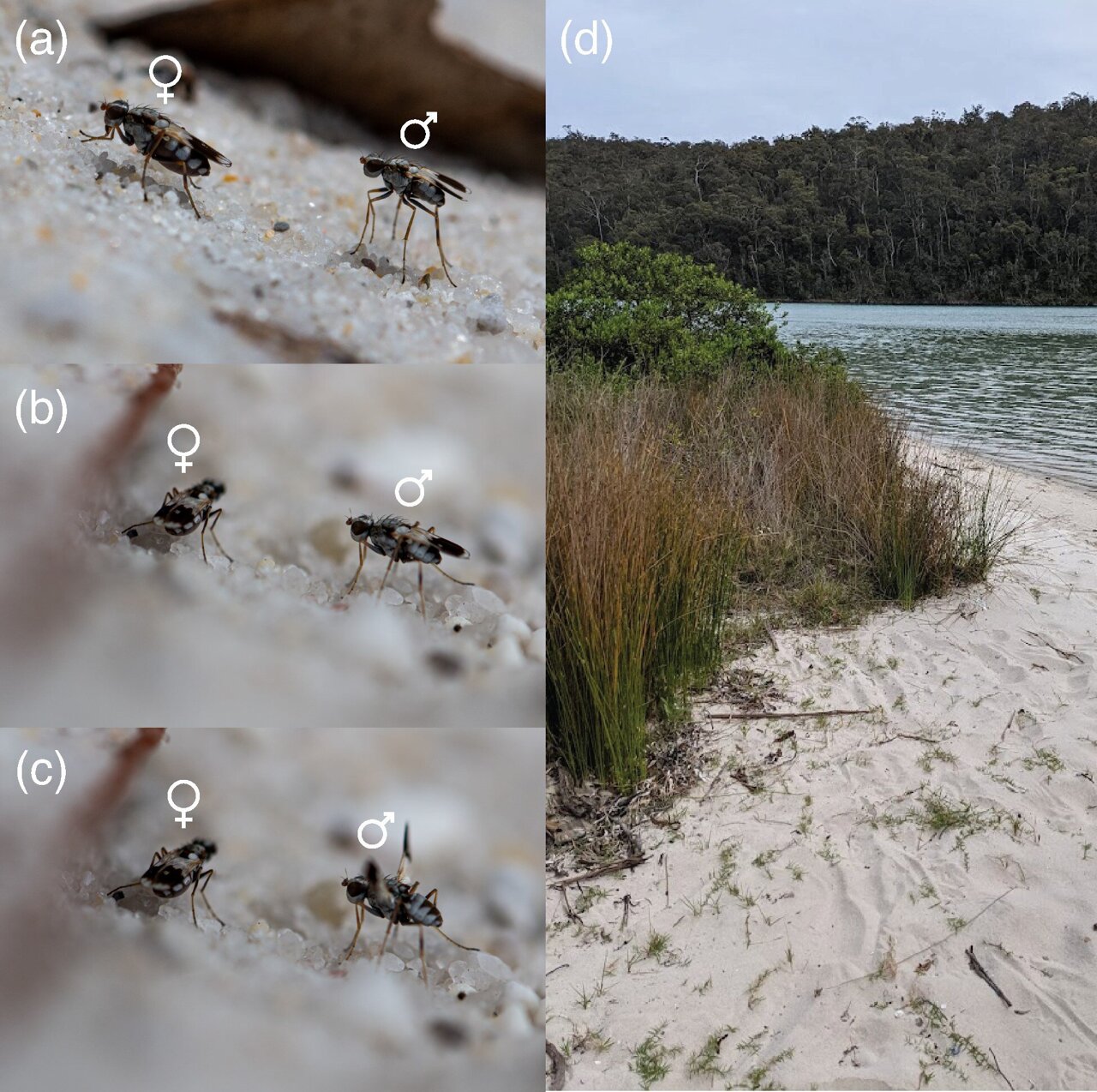 A waltz over evolutionary timescales: Why it's so hard for animals to ...