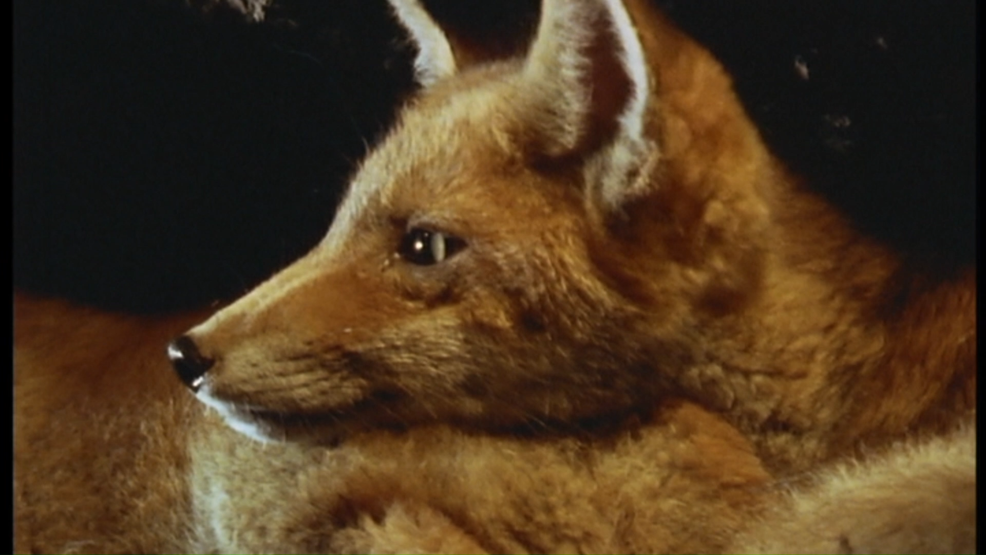 the-baby-fox