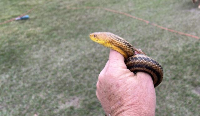 Homeowner moved a 6-foot yellow rat snake 12 miles away, and it still ...