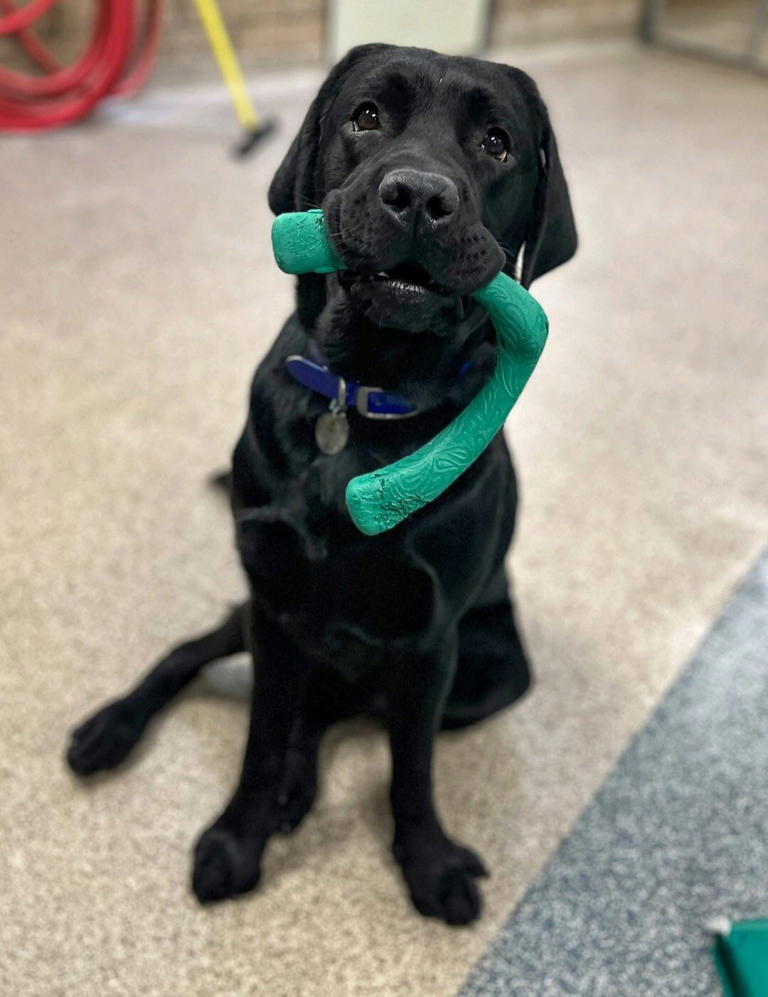 New canine advocate will help comfort kids at child advocacy center