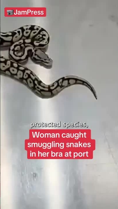 Woman caught smuggling endangered snakes in bra at port