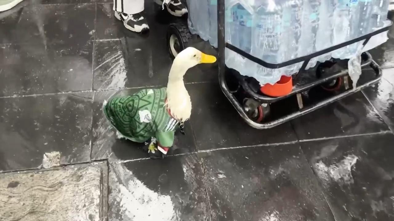 Merlin the duck, a Mexico City street-side regular, became the World ...