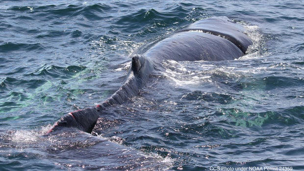Humpback whale caught in fishing rope freed by responders off ...